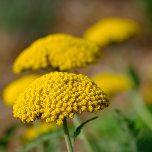 Yellow blooming flowers representing natural wellness